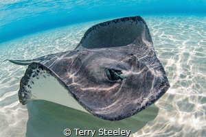 Cruising the reef
Subal underwater housing, Canon 5D m2,... by Terry Steeley 